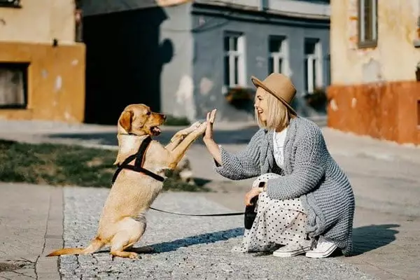 Una vez en casa, programa los paseos, para que perrito está saludable y feliz. Foto Zigmars Berzins en Pixabay