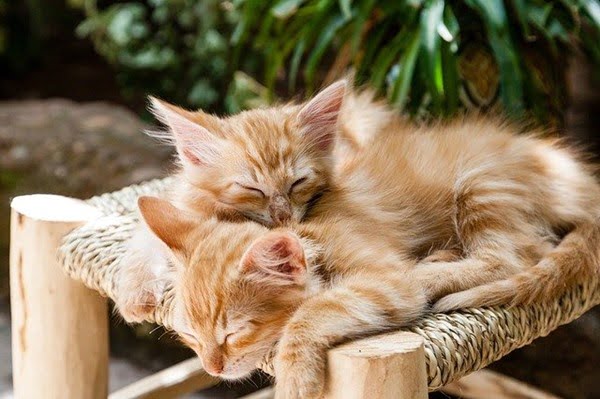 Dos gatitos sí pueden convivir. Foto luxstorm en Pixabay