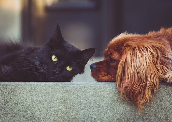 Michis y perritos pueden ser grandes amigos. Foto StockSnap en Pixabay
