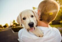 comunicación perros y dueños