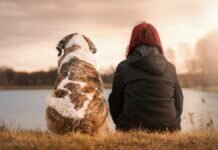 Esto es lo que debes saber si quieres adaptar un perrito. Foto Sven Lachmann en Pixabay
